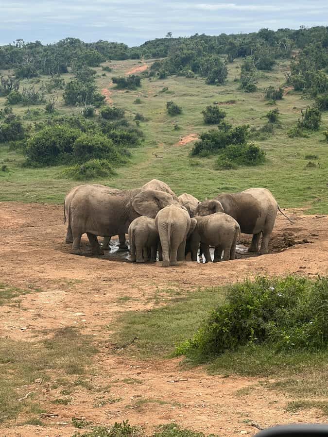 ADDO ELEPHANT PARK - Inside the Game Drive: How 3.5 Hours Works for Wildlife Watching