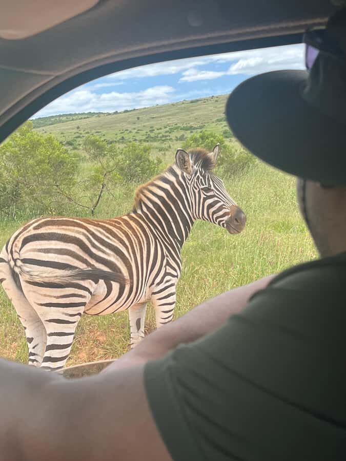 ADDO ELEPHANT PARK - Value Check: Is $218 a Fair Price for a Guided Addo Drive?