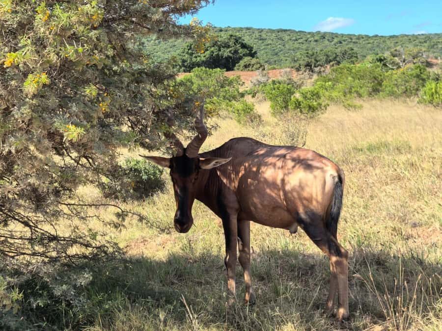 ADDO ELEPHANT PARK - Who This Tour Suits Best