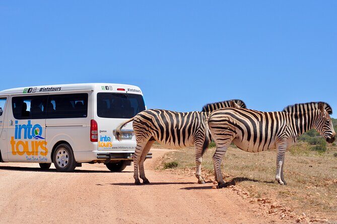Addo Elephant Park All-Inclusive Day Safari from Port Elizabeth - Main Camp Curios, Information Centre, and the Picnic Lunch