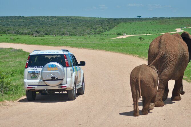 Addo Elephant Park All-Inclusive Day Safari from Port Elizabeth - Should You Book This Addo Elephant Park Day Safari?