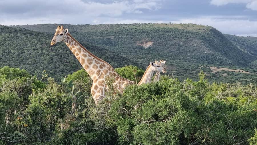 Addo Elephant Park and Giraffe Walk Full Day Safari - Addo Elephant National Park: the safari core of the day