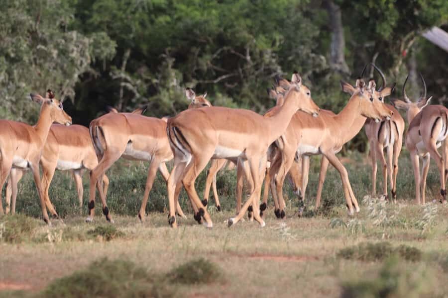 Addo Elephant Park and Giraffe Walk Full Day Safari - How the 7-hour schedule really works for your day