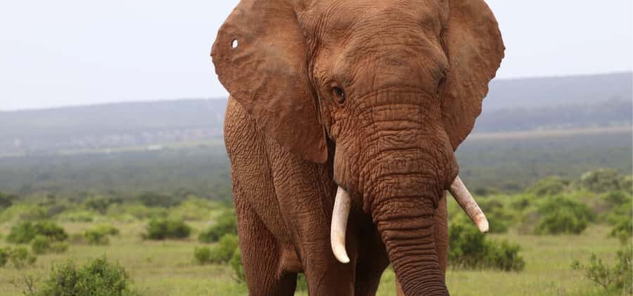Addo Elephant Park and Giraffe Walk Full Day Safari - Pickup from Port Elizabeth or Colchester: logistics that matter