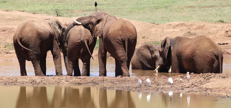 Addo Elephant Park and Giraffe Walk Full Day Safari - Price and value: what $211 gets you in real safari terms