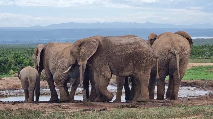 Addo Elephant Park and Giraffe Walk Private Full Day Safari - Morning Pickup to Addo: easy start, real safari time
