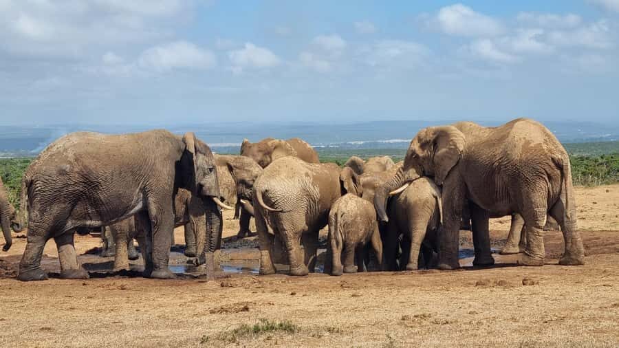 Addo Elephant Park and Giraffe Walk Private Full Day Safari - Inside Addo Elephant National Park: what you’re really hunting for