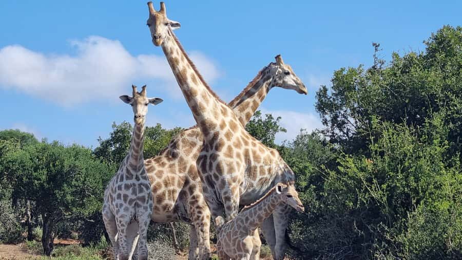 Addo Elephant Park and Giraffe Walk Private Full Day Safari - Guided Giraffe Walk on foot: the quiet, close-up contrast