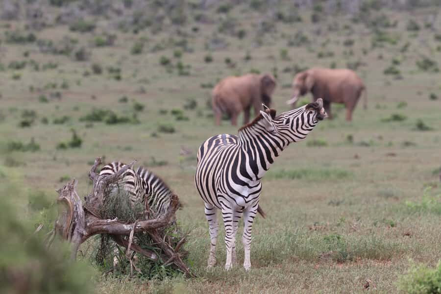 Addo Elephant Park and Giraffe Walk Private Full Day Safari - Timing, duration, and comfort for a 7-hour day