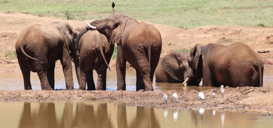 Addo Elephant Park and Giraffe Walk Private Full Day Safari - Who should book this Addo + Giraffe Walk safari
