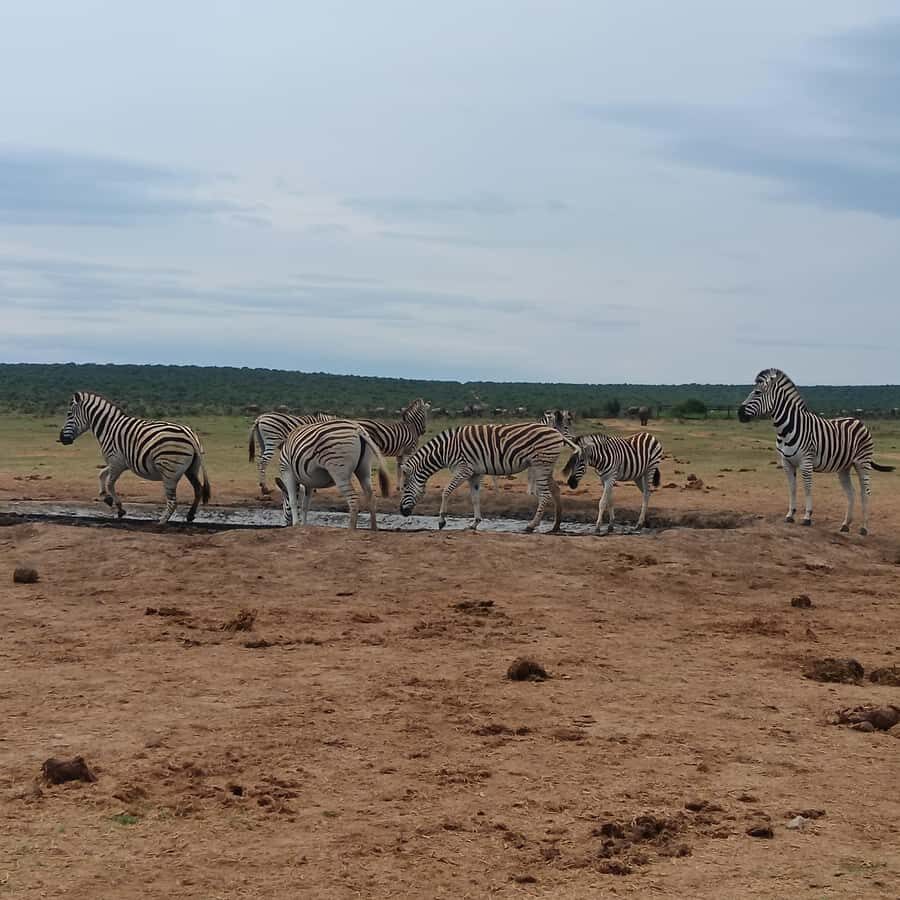 Addo Elephant Park and Kragga Kamma Game Park Combo - Key things that make this combo worth your time