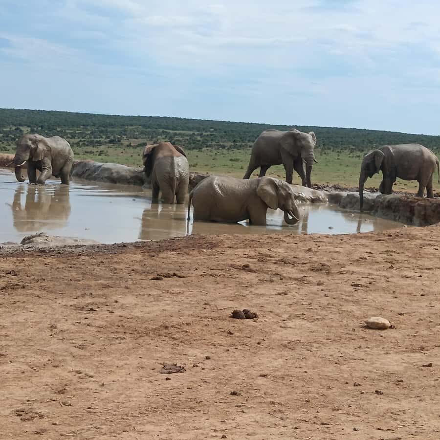 Addo Elephant Park and Kragga Kamma Game Park Combo - Getting to Addo Elephant Park from Port Elizabeth (and the cruise-harbor bonus)