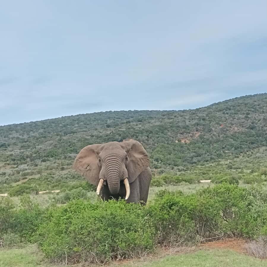 Addo Elephant Park and Kragga Kamma Game Park Combo - Kragga Kamma Game Park: why it’s a smart second stop