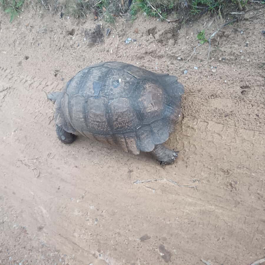 Addo Elephant Park and Kragga Kamma Game Park Combo - Nanaga Farm Stall lunch: what to order and how to plan your taste break