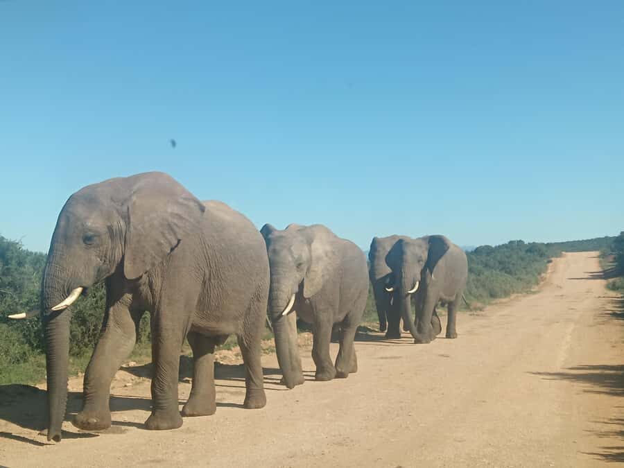 Addo Elephant Park and Kragga Kamma Game Park Combo - The vehicle, guide style, and binoculars (what actually improves your spotting)