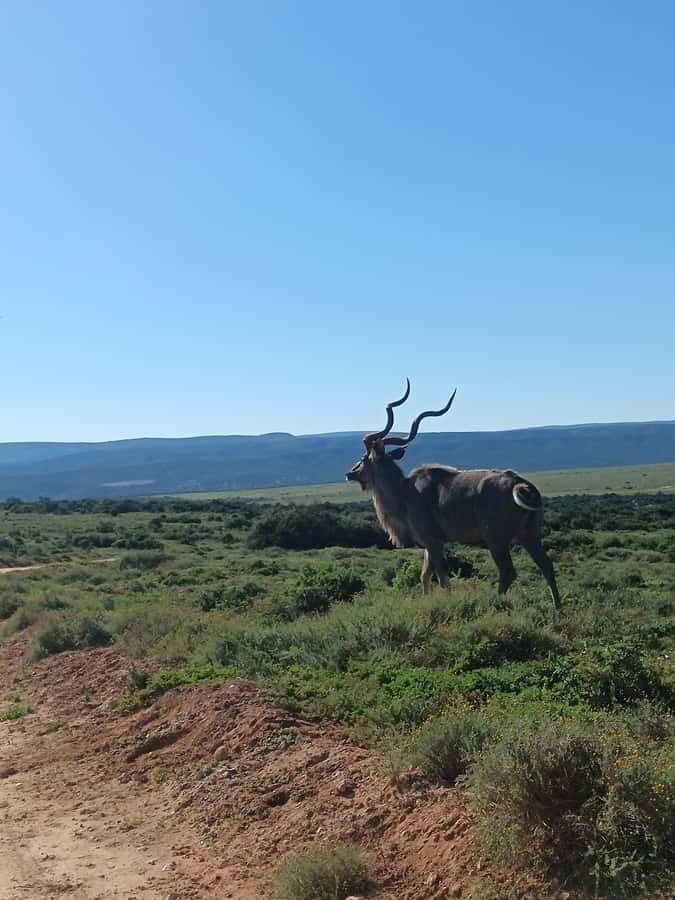 Addo Elephant Park and Kragga Kamma Game Park Combo - Big Five expectations: how to set your sights without getting disappointed
