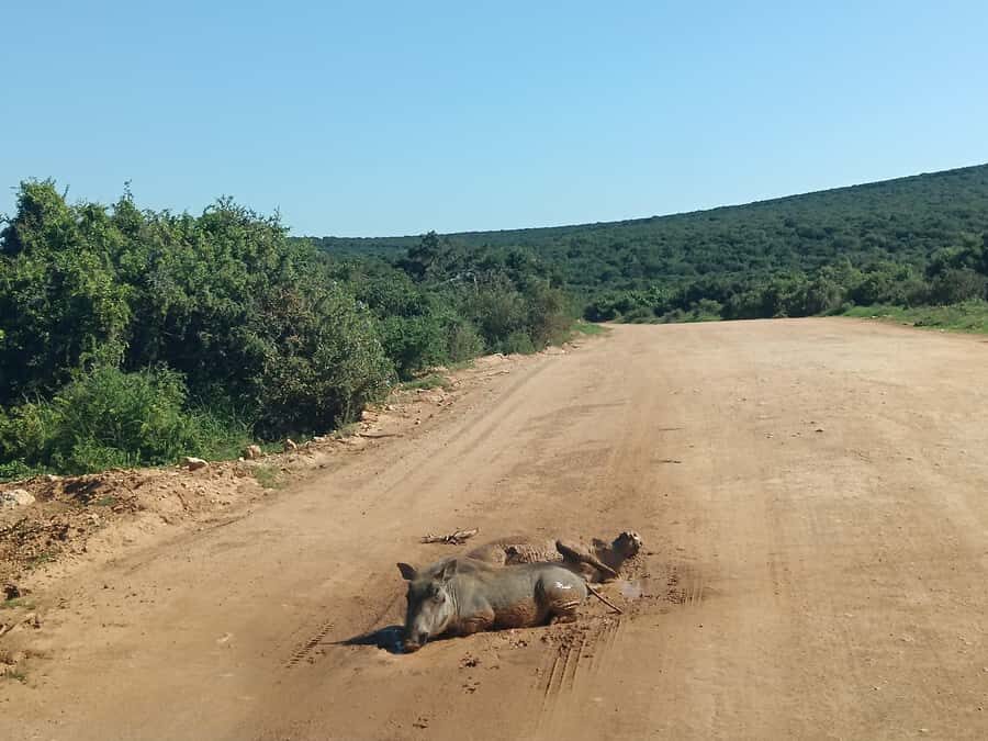 Addo Elephant Park and Kragga Kamma Game Park Combo - Should you book the Addo + Kragga Kamma combo?