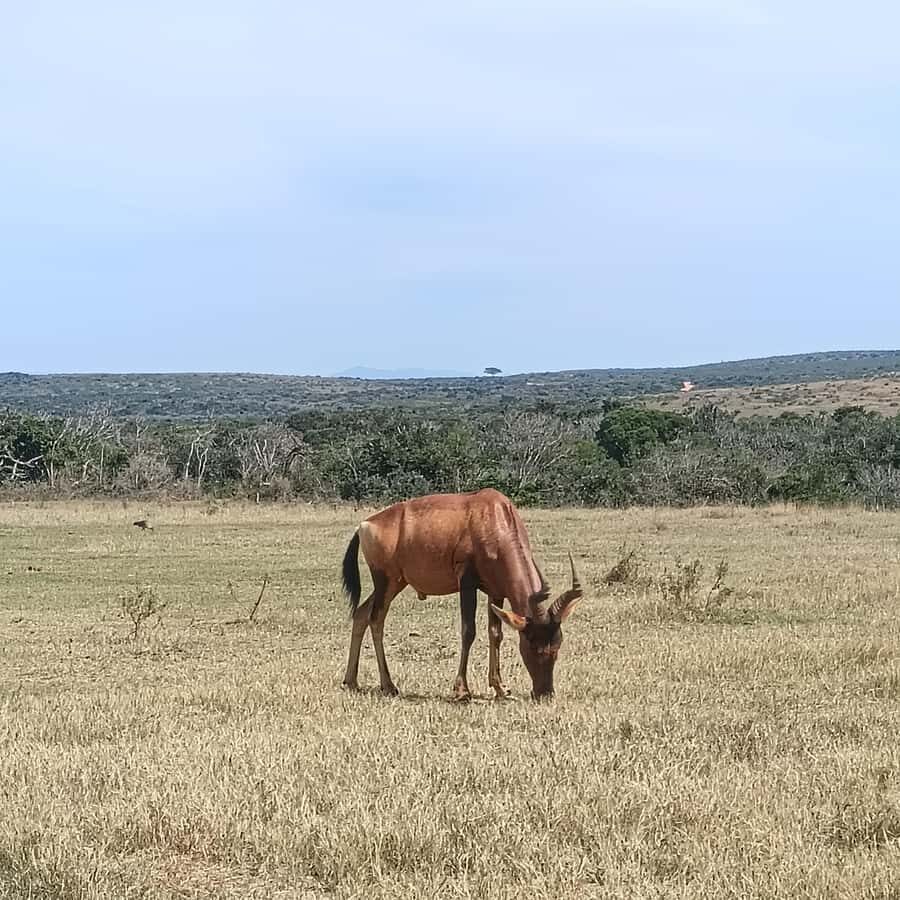 Addo Elephant Park and Kragga Kamma Game Park Combo - Addo Elephant National Park: your guided 5-hour hunt for the classics