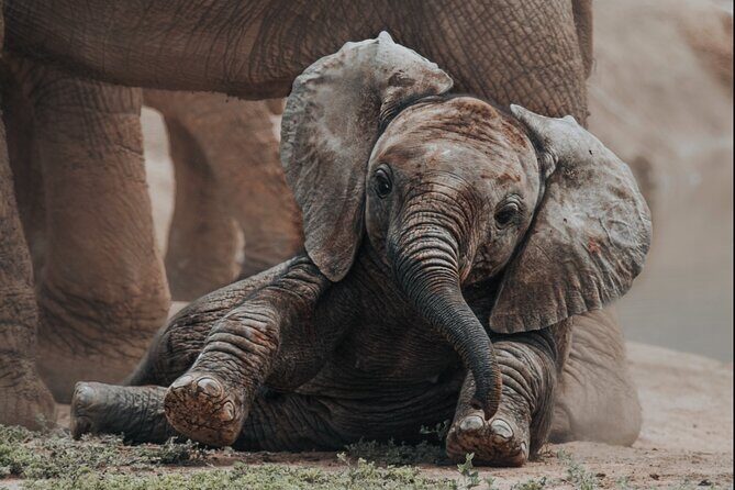 Addo Elephant Park Full day big 5 Safari - Key Highlights You’ll Care About