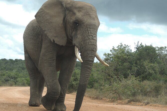 Addo Elephant Park Full day big 5 Safari - Big Five Safari Focus: How the Day Feels on the Road