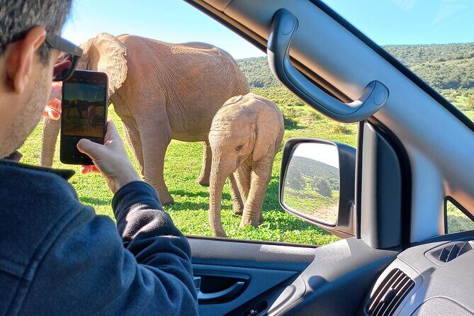 Addo Elephant Park Full day big 5 Safari - Elephants First: Why Addo’s Herds Are a Big Deal