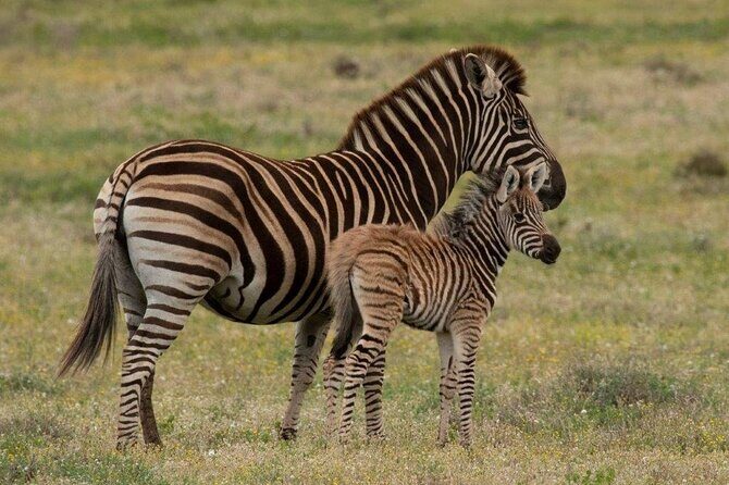 Addo Elephant Park Full day big 5 Safari - Optional Extras: Picnic Wine and Beer or a 4x4 Drive
