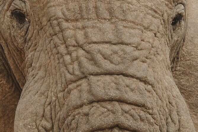 Addo Elephant Park Full day big 5 Safari - Price and Value: Is $210 Per Person Worth It?