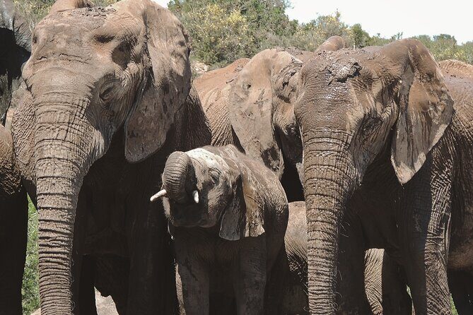 Addo Elephant Park Full day big 5 Safari - What’s Included (And What You Should Plan For)