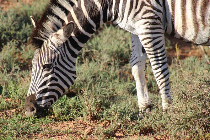 Addo Elephant Park multi-day Photo Safari - The Steve Biko Centre: learn the language of the place