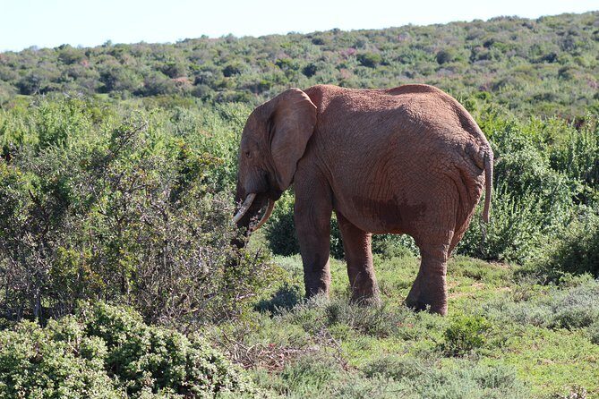 Addo Elephant Park multi-day Photo Safari - Two nights near Addo plus a braai night