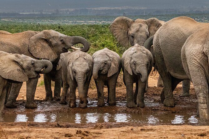 Addo Elephant Park Safari & Shore Excursion from Port Elizabeth - Key takeaways before you go