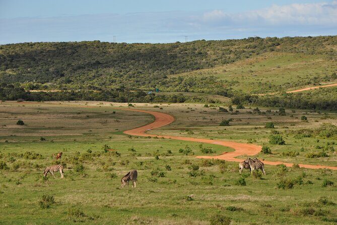 Addo Elephant Park Safari & Shore Excursion from Port Elizabeth - Price and value: is $163.91 per person fair for this day?