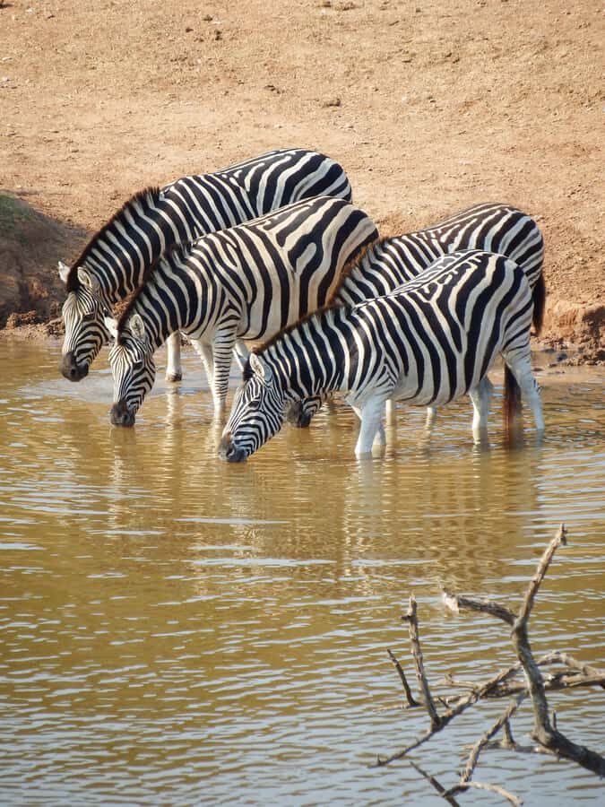 Addo Elephant Park Tours. Full Day - Port Elizabeth Harbor pickup to Addo: you start with a plan