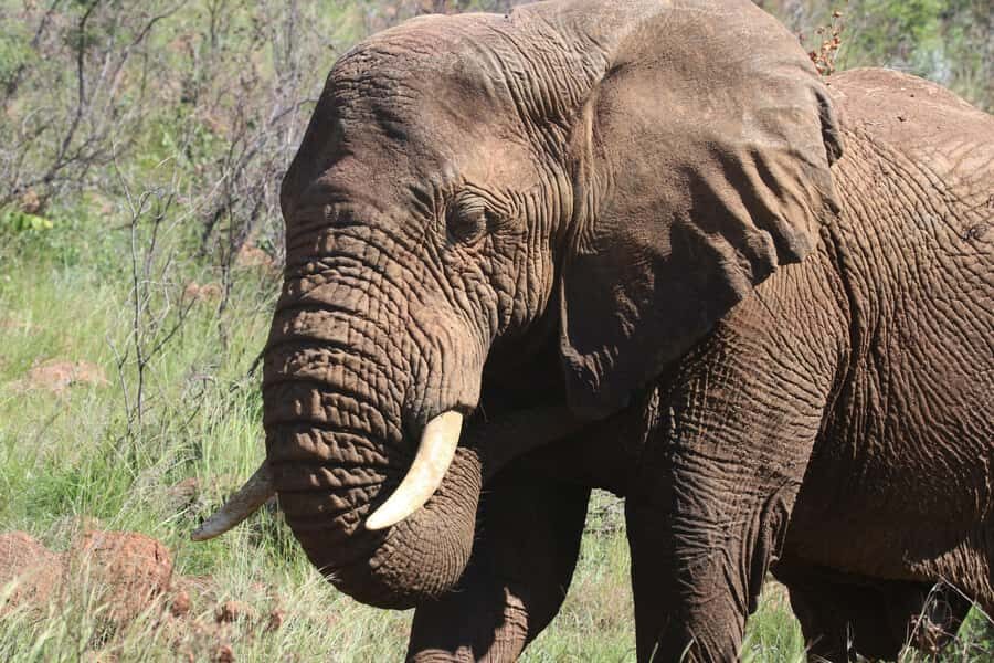 Addo Elephant Park Tours. Full Day - Waterholes are where the day turns interesting