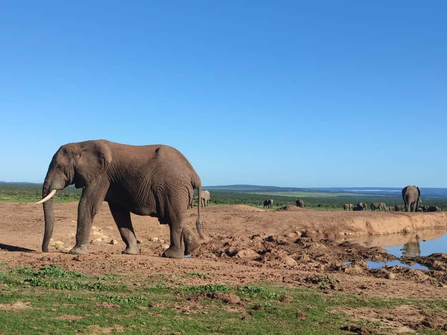 Addo Elephant Park Tours. Full Day - Lunch BBQ and drinks: a full-day meal that actually holds up