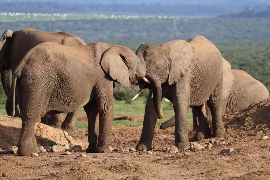Addo Elephant Park Tours. Full Day - Price and value: what you really get for about $186