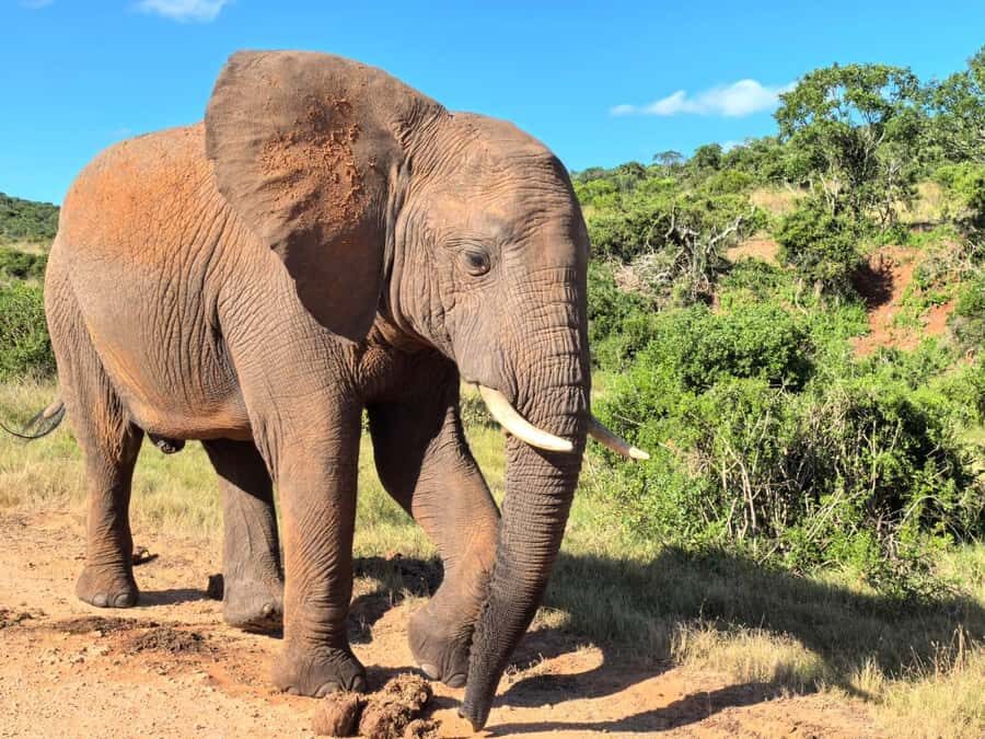 ADDO ELEPHANT PARK - Pickup From Harbour, Summerstrand, or PE Airport: Door-to-Drive Simplicity