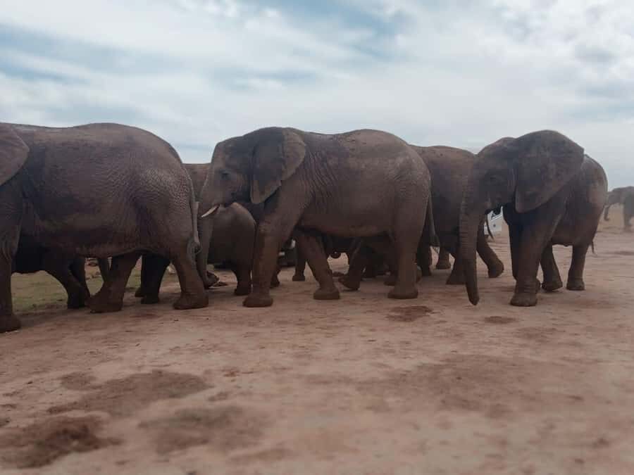 Addo Elephant Park:Safari Tour meet Big 5 to be satisfied - From PE Harbour to Addo Elephant Park in Six Hours