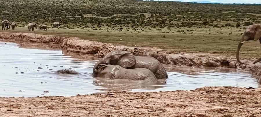 Addo Elephant Park:Safari Tour meet Big 5 to be satisfied - The Big Five Search Game: How the Safari Actually Works