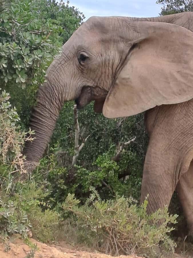 Addo Elephant Park:Safari Tour meet Big 5 to be satisfied - Interpretation Centre Stop: Learning Without Turning It Into Class