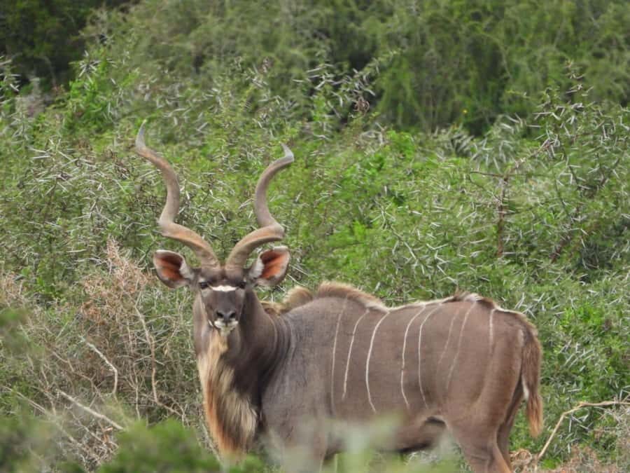 Addo Elephant Park:Safari Tour meet Big 5 to be satisfied - Who This Safari Fits Best (and Who Should Skip It)