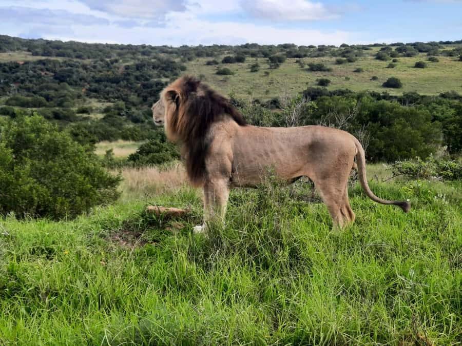 Addo Elephant Park:Safari Tour meet Big 5 to be satisfied - Meeting Otto at the Gate: Registration and Getting Started