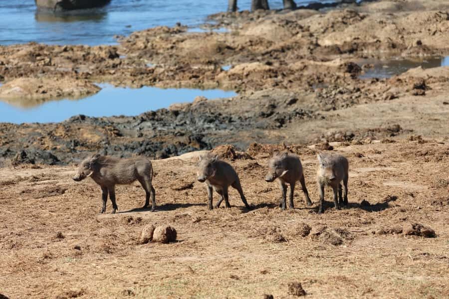 Addo: Game Drive in Addo Elephant National Park Private - Key things to know before you go