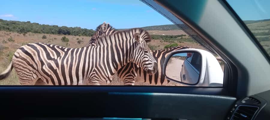 Addo: Game Drive in Addo Elephant National Park Private - Addo Elephant National Park: waterholes, sightings, and spotting smarter