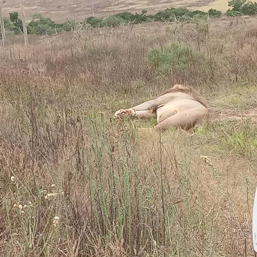 Addo: Game Drive in Addo Elephant National Park Private - Algoa Bay add-on: southern right whales and white shark chances