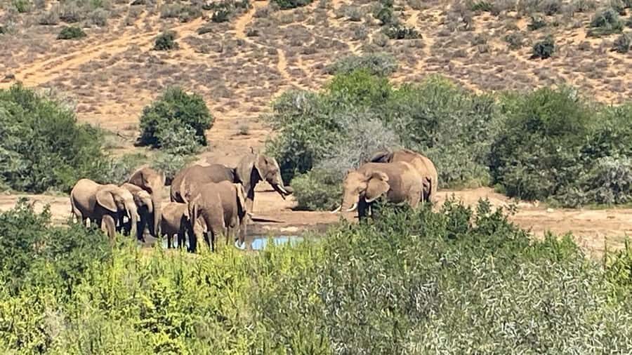 Addo: Game Drive in Addo Elephant National Park Private - Price and value: what $270 per person is buying