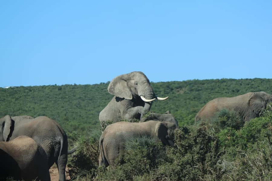 Addo: Game Drive in Addo Elephant National Park Private - The 8-hour plan: pickup, park drive, and your day’s rhythm