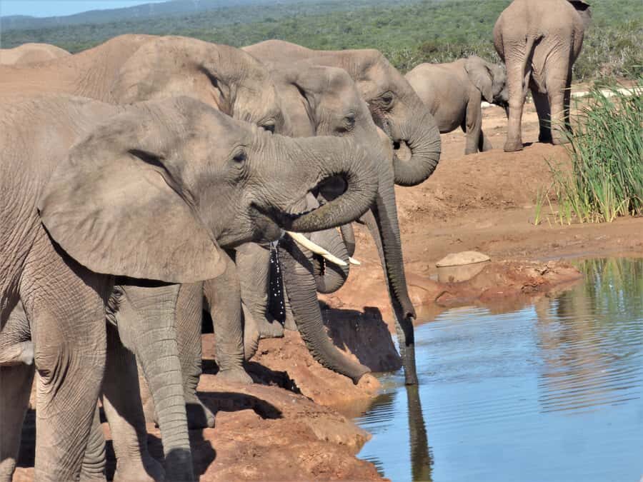 Addo National Park: Full-Day Safari Tour - Key things to know before you book