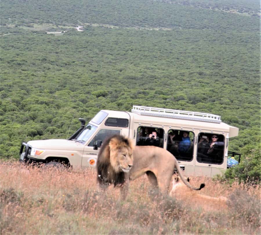 Addo National Park: Full-Day Safari Tour - Addo Elephant National Park on one full, well-paced day