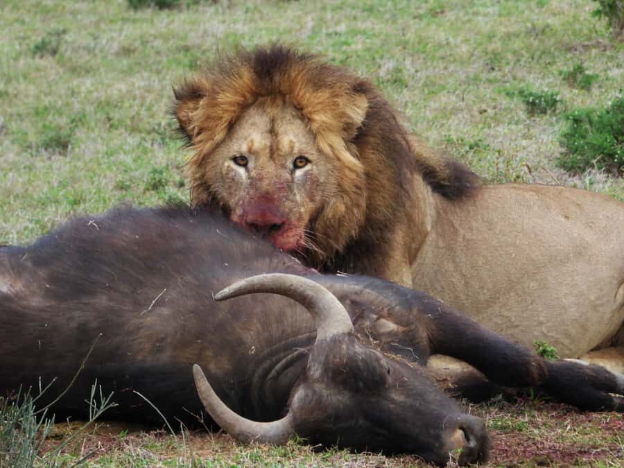 Addo National Park: Full-Day Safari Tour - Inside the safari vehicle: comfort that helps you spot animals